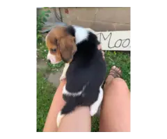 6 Beagle puppies for sale - 10