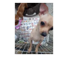 8 months old Chihuahua puppies ready to go - 2