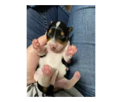 3 Purebreed small dachshunds puppies for sale