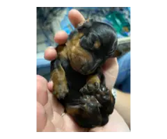 3 Purebreed small dachshunds puppies for sale - 2