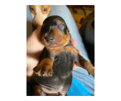 3 Purebreed small dachshunds puppies for sale - 5