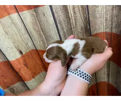 3 Purebreed small dachshunds puppies for sale - 6