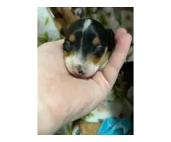 3 Purebreed small dachshunds puppies for sale - 9