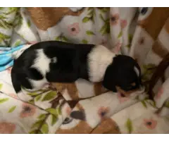 3 Purebreed small dachshunds puppies for sale - 10