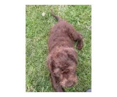 5 F1 Standard Labradoodle puppies for sale - 3