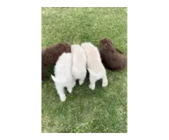 5 F1 Standard Labradoodle puppies for sale - 4