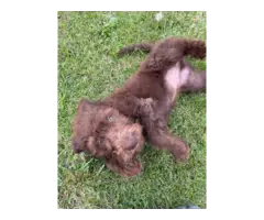 5 F1 Standard Labradoodle puppies for sale - 5