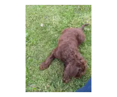 5 F1 Standard Labradoodle puppies for sale - 6