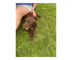 5 F1 Standard Labradoodle puppies for sale - 8