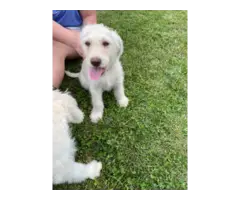 5 F1 Standard Labradoodle puppies for sale - 9