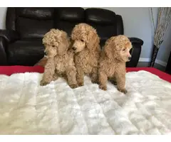 3 pure bred miniature male poodle puppies for sale - 1