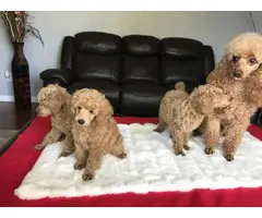 3 pure bred miniature male poodle puppies for sale - 2