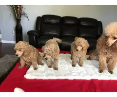 3 pure bred miniature male poodle puppies for sale - 3