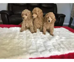 3 pure bred miniature male poodle puppies for sale - 4