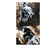 4 full blood Great Dane puppies needing great home