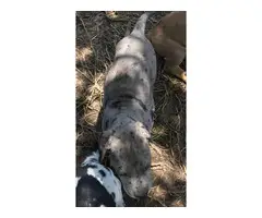 4 full blood Great Dane puppies needing great home - 2