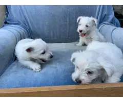 VAC/W/UTD Westie Puppies Puppys Ready Now