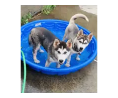 3 months old Husky pups for sale - 1