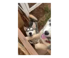 3 months old Husky pups for sale - 2