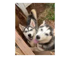 3 months old Husky pups for sale - 4