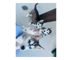 3 months old Husky pups for sale - 5