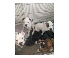 Purebred male boxer puppies for sale