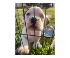 Purebred male boxer puppies for sale