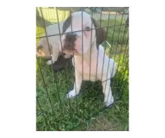 Purebred male boxer puppies for sale