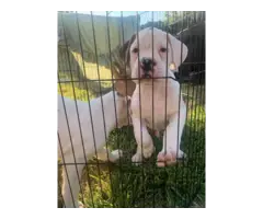 Purebred male boxer puppies for sale