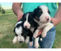 6 purebred border collie puppies looking for a new home.