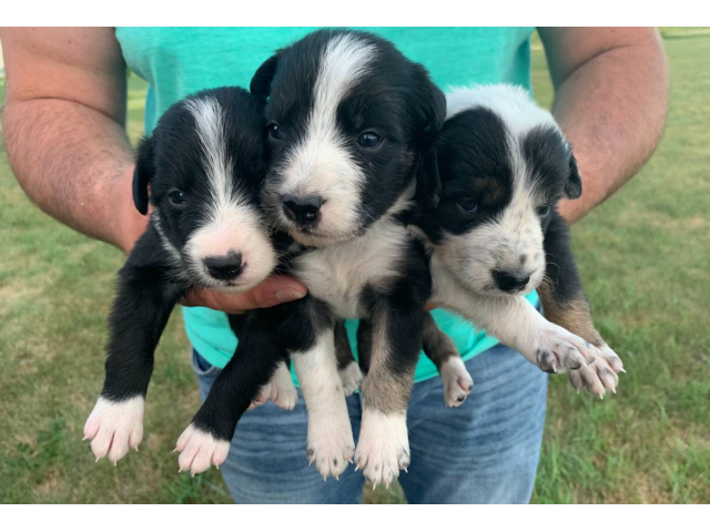 6 purebred border collie puppies looking for a new home. Reinbeck ...