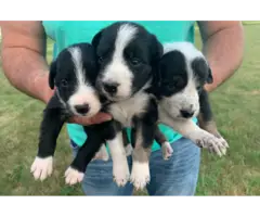 6 purebred border collie puppies looking for a new home. - 2