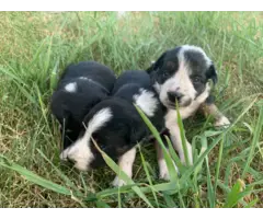 6 purebred border collie puppies looking for a new home. - 3