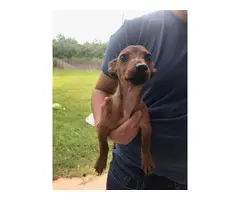 Female 4 month old dachshund puppy for sale