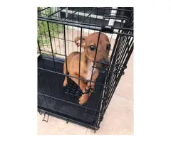 Female 4 month old dachshund puppy for sale - 2