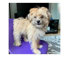 4 month old female yorkie puppy - 2