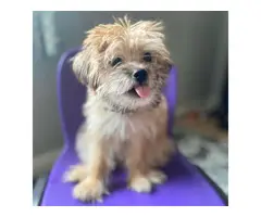 4 month old female yorkie puppy - 3