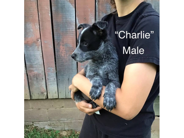 Chihuahua Rat Terrier puppies for Adoption in Madison