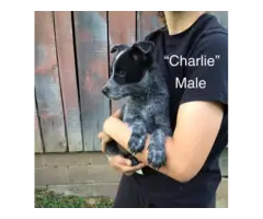 Chihuahua Rat Terrier puppies for Adoption - 2
