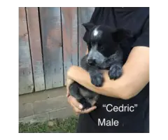 Chihuahua Rat Terrier puppies for Adoption - 3
