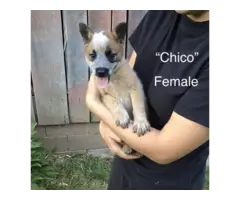 Chihuahua Rat Terrier puppies for Adoption - 5