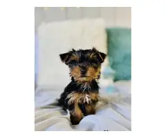 Purebred Yorkshire Terrier puppies for sale - 1