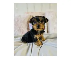 Purebred Yorkshire Terrier puppies for sale - 2