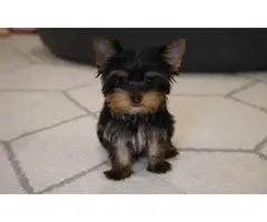 Purebred Yorkshire Terrier puppies for sale - 3