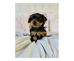 Purebred Yorkshire Terrier puppies for sale - 5