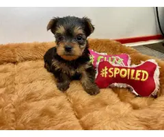 Purebred Yorkshire Terrier puppies for sale - 6
