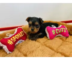 Purebred Yorkshire Terrier puppies for sale - 7