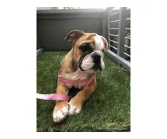 8 weeks old English Bulldog Puppy - 3