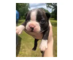 Boston terrier puppies for sale - 2