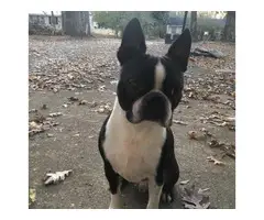 Boston terrier puppies for sale - 6
